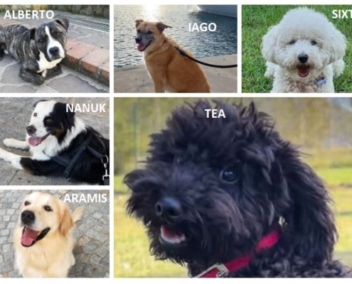 Immagini dei cani