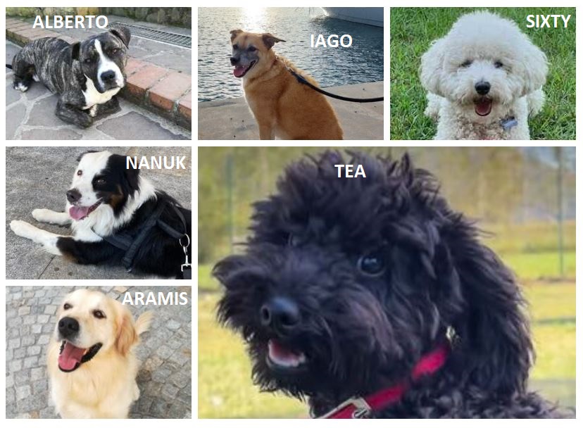 Immagini dei cani